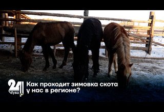 Как проходит зимовка скота у нас в регионе?