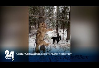 Охота? Обращайтесь к охотничьему инспектору