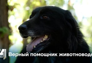 Верный помощник животноводов