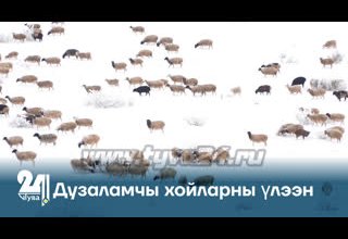 Дузаламчы хойларны үлээн