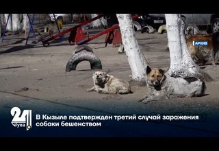 В Кызыле подтвержден третий случай заражения собаки бешенством