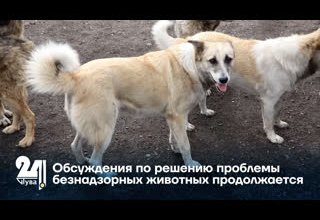Обсуждения по решению проблемы безнадзорных животных продолжается