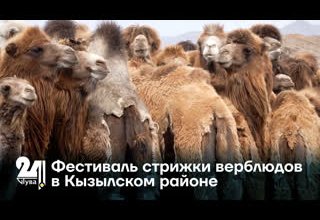 Фестиваль стрижки верблюдов в Кызылском районе
