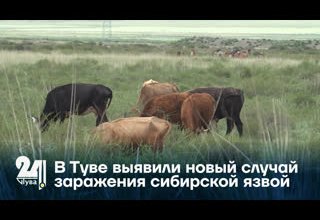 В Туве выявили новый случай заражения сибирской язвой