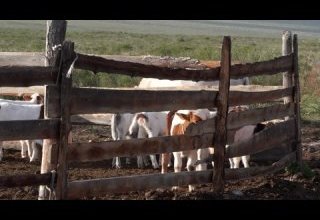 Чес-Булуңнуң малчыннары