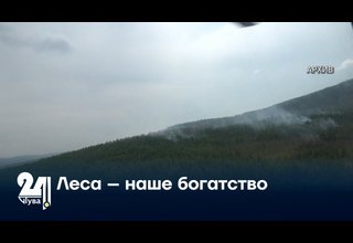 Леса – наше богатство