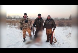 Волки в Чаа-Хольском кожууне
