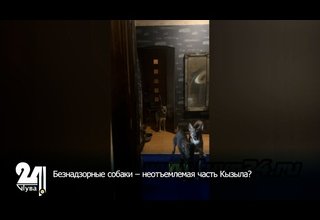 Безнадзорные собаки – неотъемлемая часть Кызыла?
