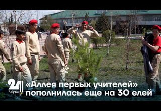 «Аллея первых учителей» пополнилась еще на 30 елей