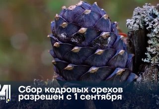 Сбор кедровых орехов разрешен с 1 сентября
