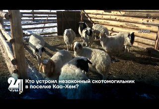 Кто устроил незаконный скотомогильник в поселке Каа-Хем?