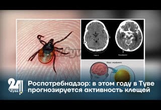 Роспотребнадзор: в этом году в Туве прогнозируется активность клещей