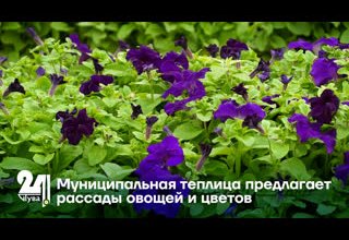 Муниципальная теплица предлагает рассады овощей и цветов