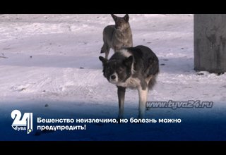 Бешенство неизлечимо, но болезнь можно предупредить!