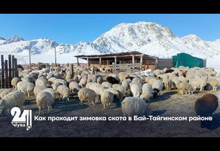 Как проходит зимовка скота в Бай-Тайгинском районе