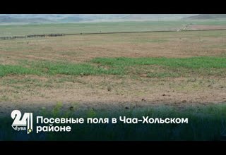 Посевные поля в Чаа-Хольском районе