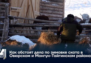 Как обстоят дела по зимовке скота в Овюрском и Монгун-Тайгинском районах?