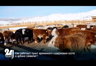 Как работает пункт временного содержания скота в арбане Шивилиг?