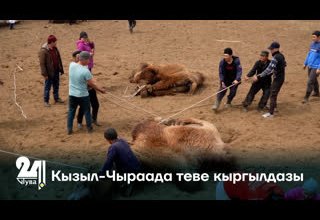 Кызыл-Чыраада теве кыргылдазы
