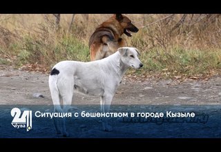 Ситуация с бешенством в городе Кызыле
