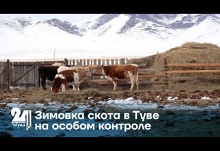 Зимовка скота в Туве на особом контроле