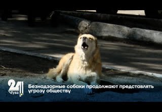Безнадзорные собаки продолжают представлять угрозу обществу