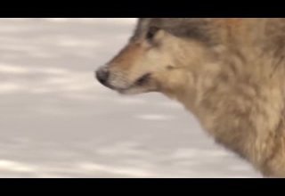 Мөңгүн-Тайга кожуунда бөрүлерге удур демисел