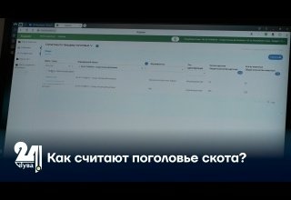 Как считают поголовье скота?