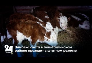 Зимовка скота в Бай-Тайгинском районе проходит в штатном режиме