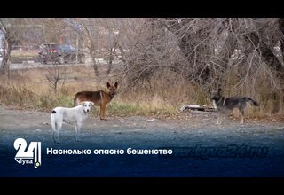 Насколько опасно бешенство