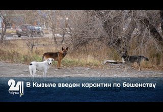 В столице Тувы будет введен карантин по бешенству