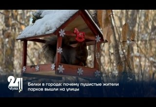 Белки в городе: почему пушистые жители парков вышли на улицы