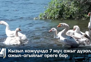 Кызыл кожуунда 7 муң ажыг дузалал ажыл-агыйлыг өреге бар