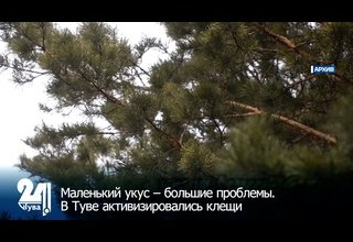 Маленький укус – большие проблемы. В Туве активизировались клещи
