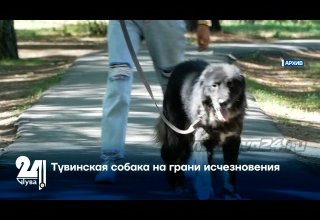 Тувинская собака на грани исчезновения