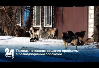 Тяжело, но важно: решение проблемы с безнадзорными собаками