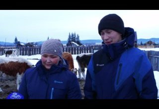 Тожуда “Инек—чемгерикчи малым” губернатор төлевилели