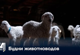 Будни животноводов