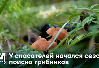 У спасателей начался сезон поиска грибников
