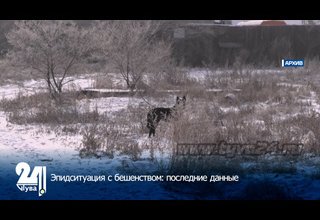 Эпидситуация с бешенством: последние данные