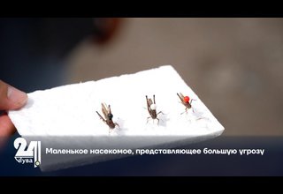Маленькое насекомое, представляющее большую угрозу