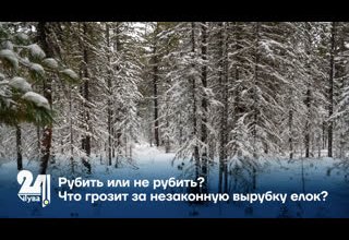 Рубить или не рубить? Что грозит за незаконную вырубку елок?