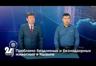 Проблема бездомных и безнадзорных животных в Кызыле