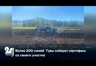 Более 200 семей Тувы соберут картофель со своего участка