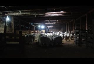 Окотная кампания и заготовка кормов в Республике Тыва