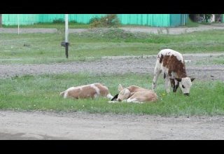 «Корова-кормилица» помогает встать на ноги