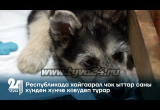 Республикада хайгаарал чок ыттар саны хүнден хүнче көвүдеп турар