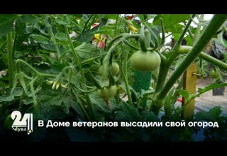 В Доме ветеранов высадили свой огород