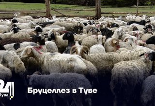 Бруцеллез в Туве