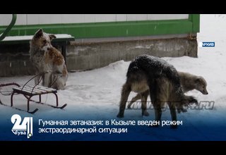 Гуманная эвтаназия: в Кызыле введен режим экстраординарной ситуации